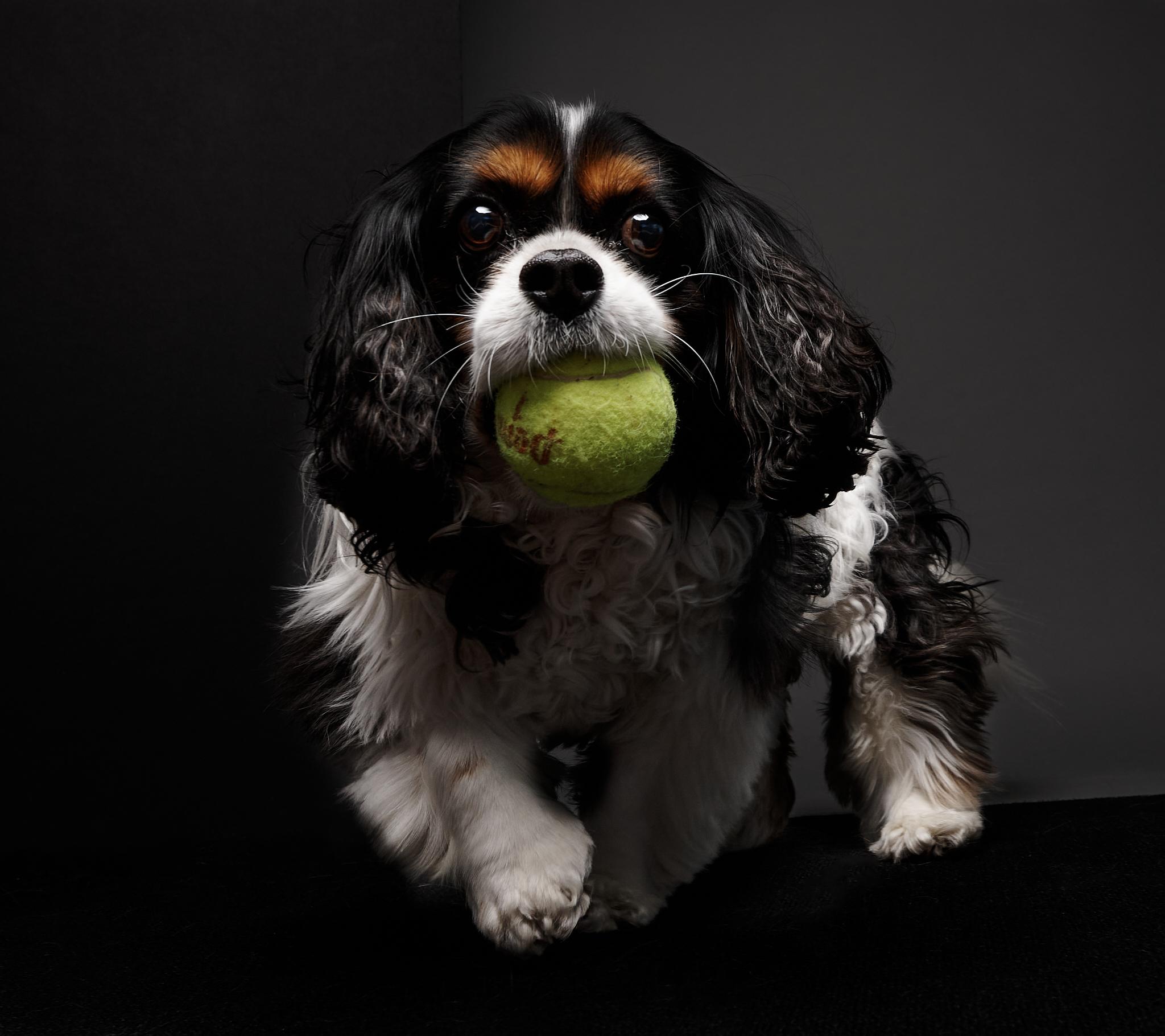 Dog Photography