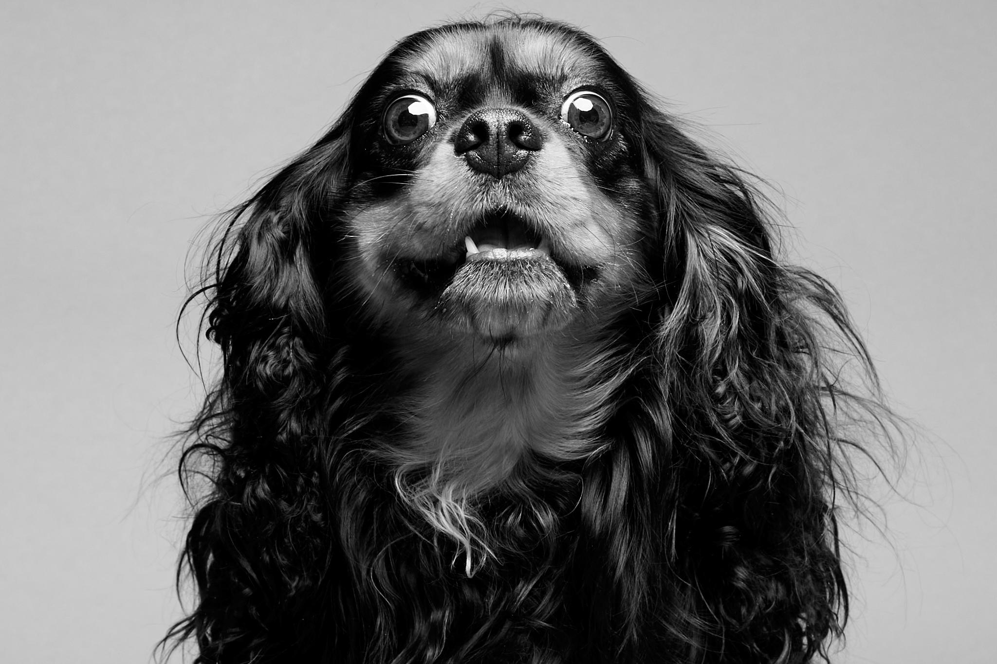 Dog Photography for my family
