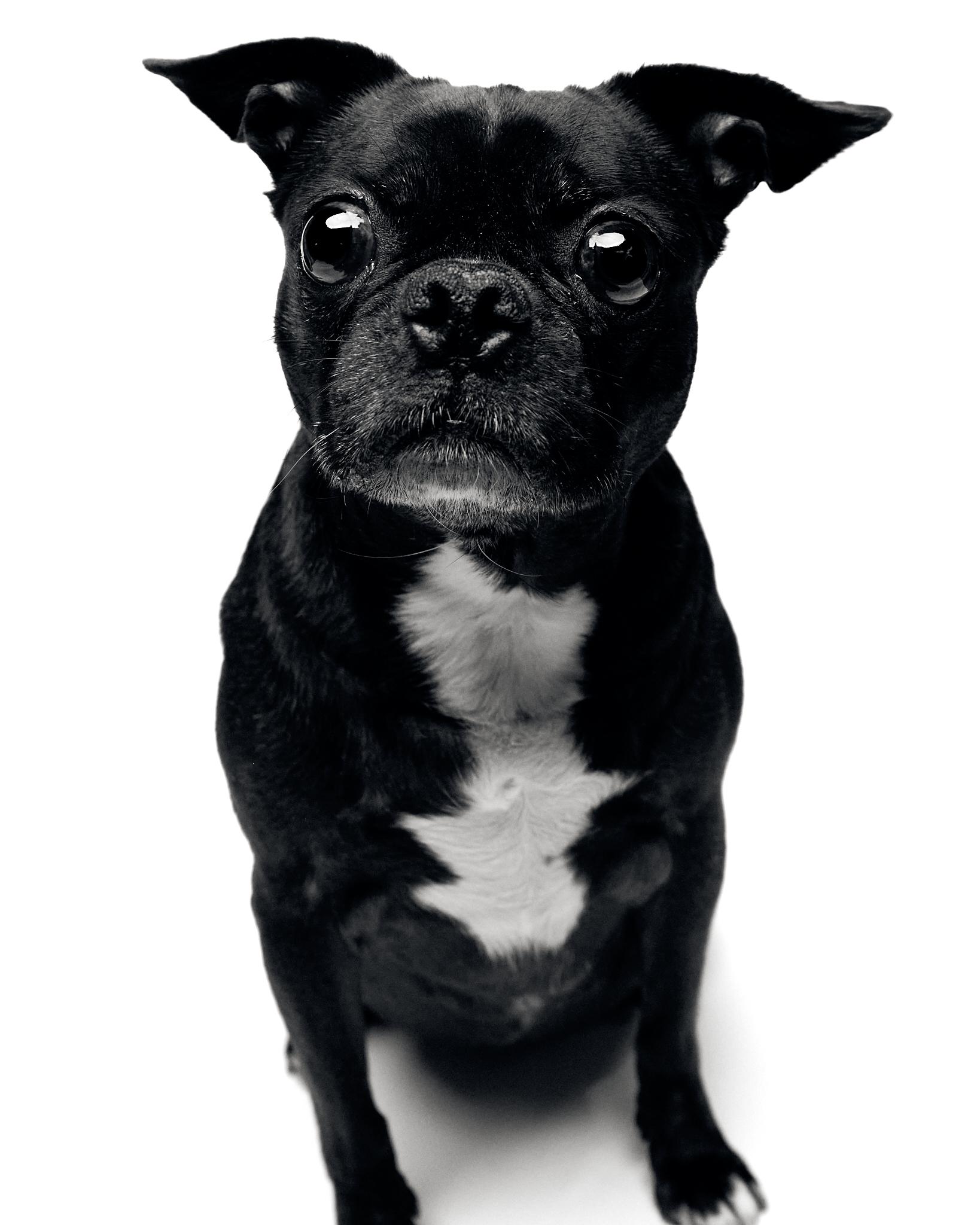 A high key black and white portrait of a black and white dog