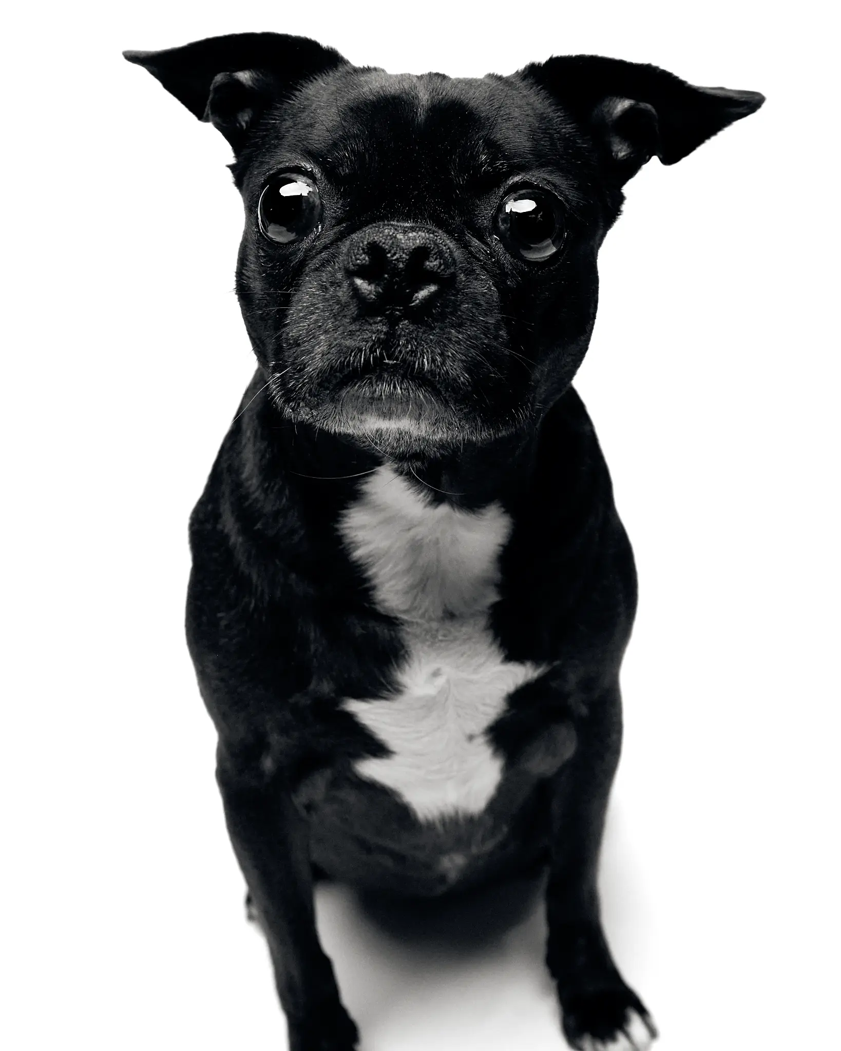 A high key black and white portrait of a black and white dog