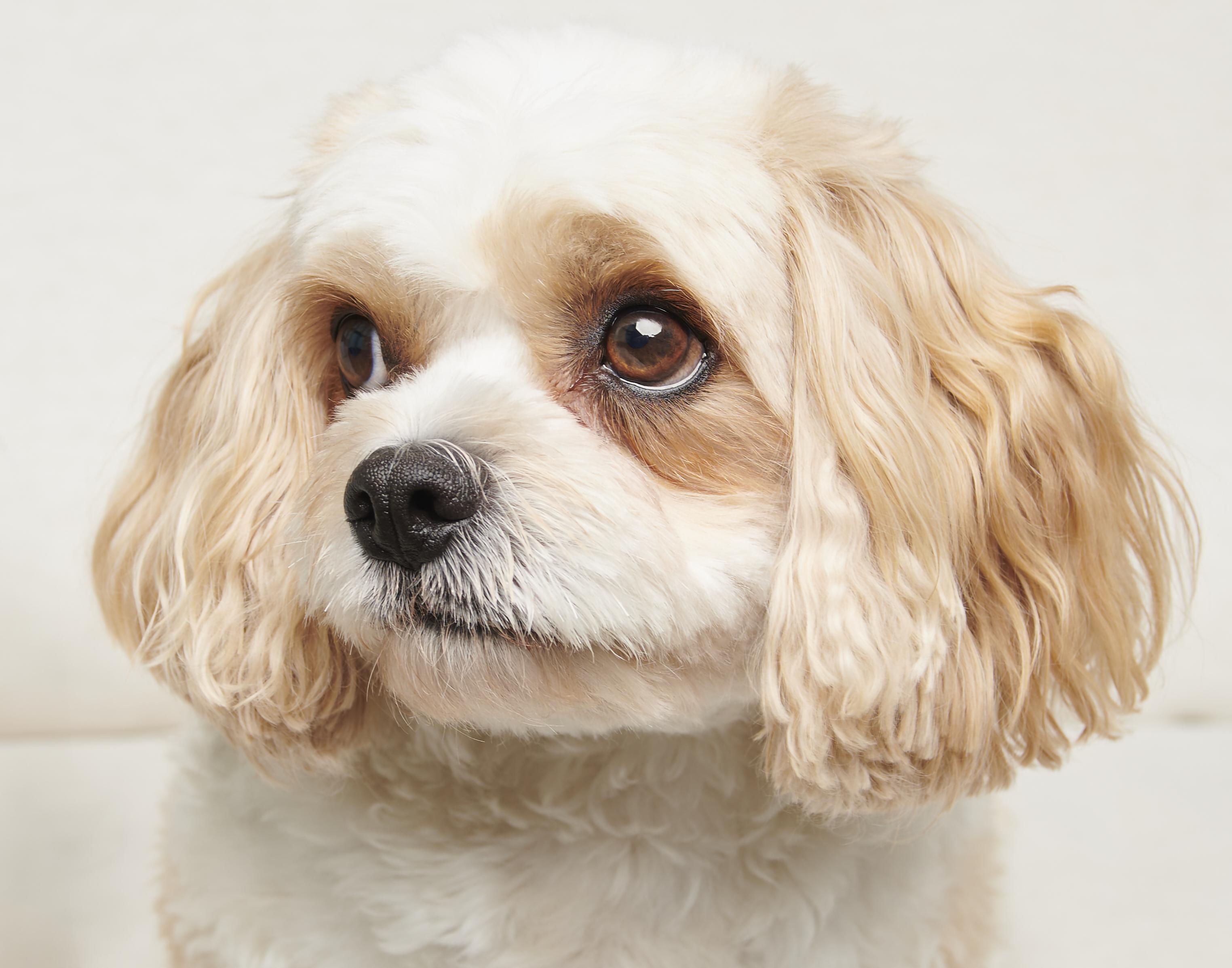 A fluffy small dog portrait