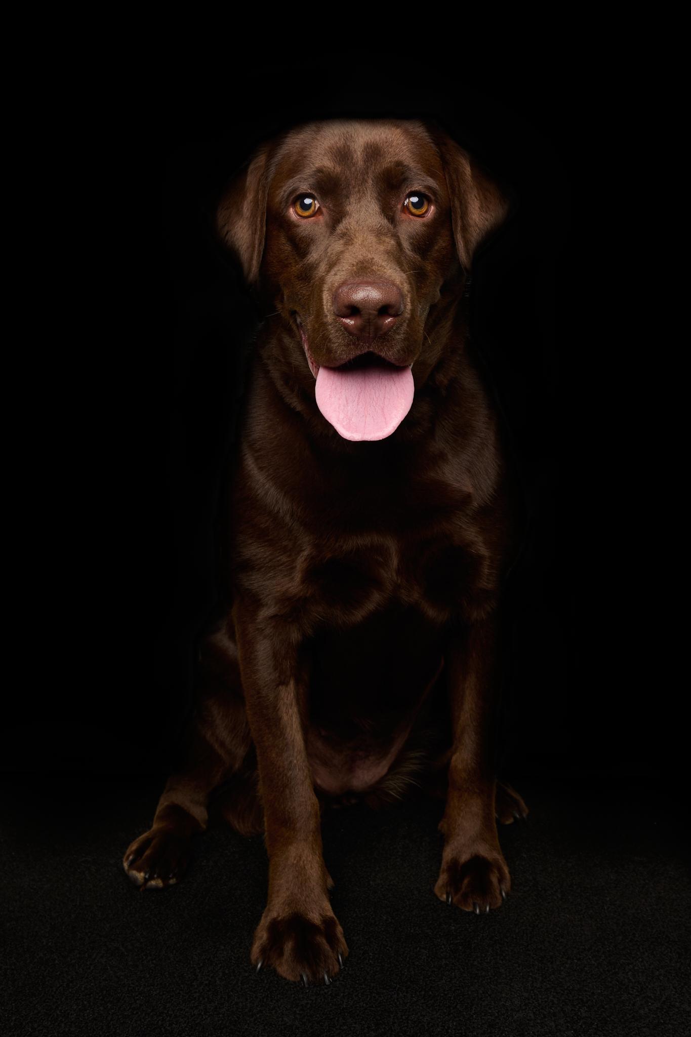 Chocolate lab sitting with her pink tongue hanging out on a black background